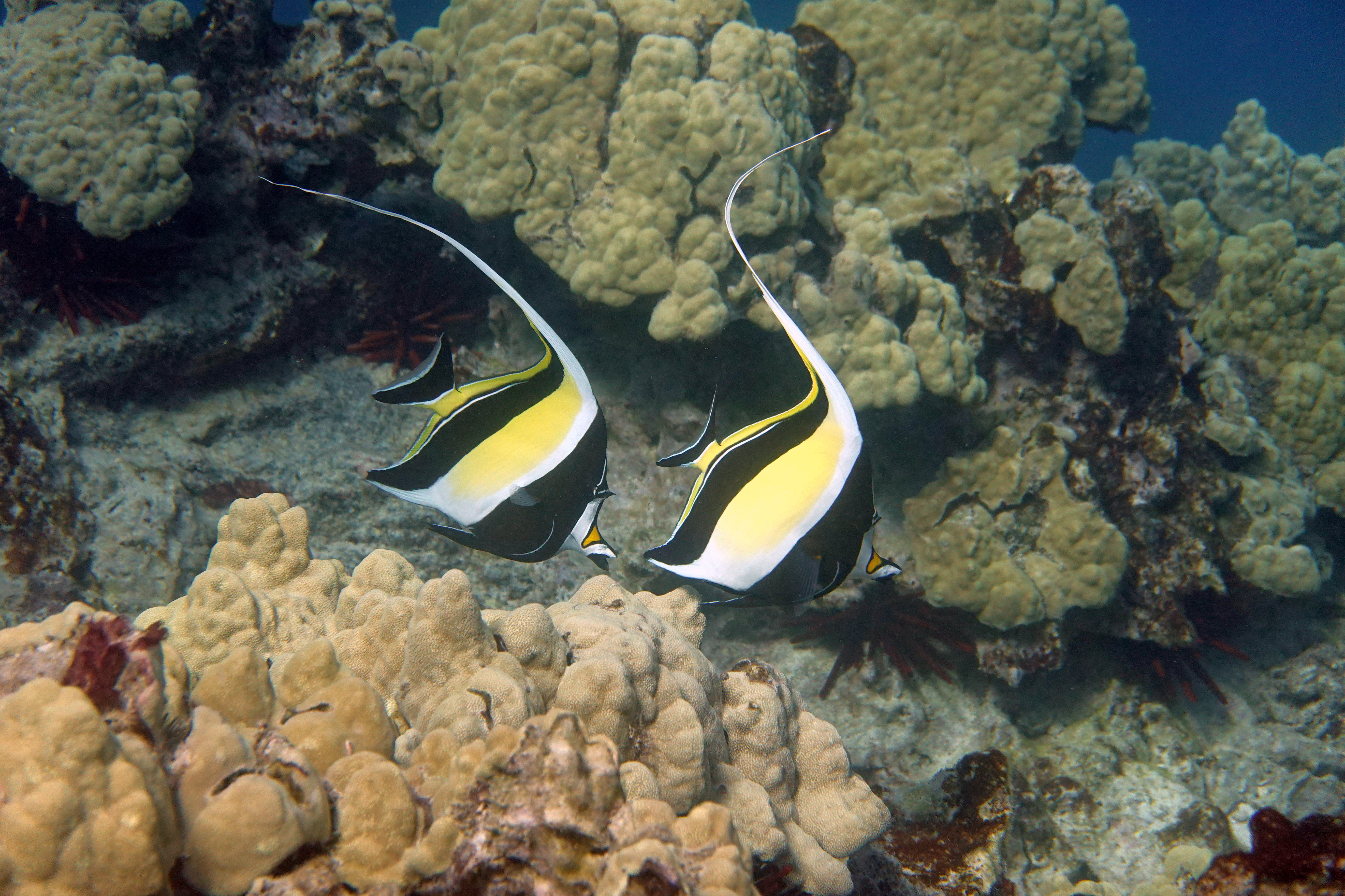 This is an image of two Moorish idols, a type of fish found in Hawaii.